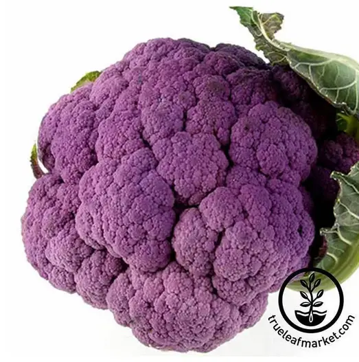 Graffiti Hybrid Purple Cauliflower