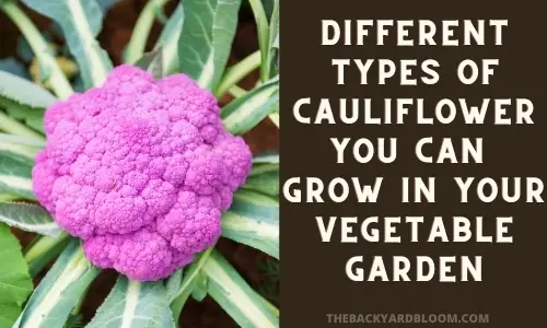 Different Types of Cauliflower You Can Grow in Your Vegetable Garden