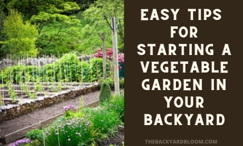Easy Tips For Starting A Vegetable Garden in Your Backyard