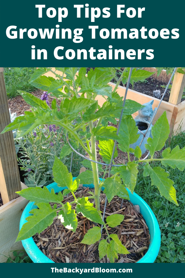  Tips for growing tomatoes in containers, container gardening, tomato plant care