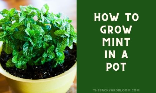 How to Grow Mint In a Pot