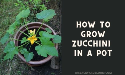 How to Grow Zucchini in a Pot