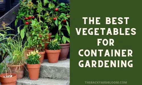 The Best Vegetables for Container Gardening