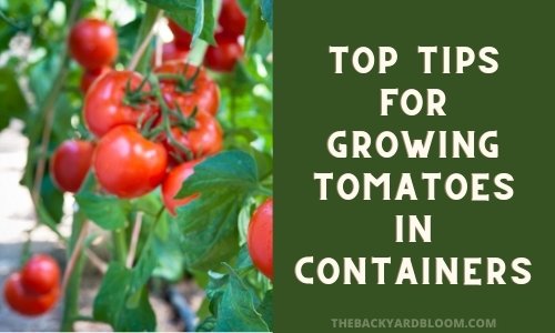 Top Tips for Growing Tomatoes in Containers