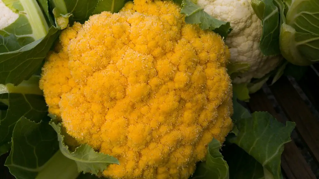 Cheddar Hybrid Cauliflower