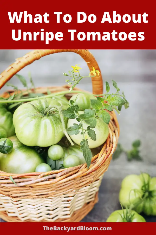 What You Can Do About Unripe Tomatoes.