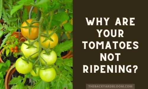 Why Are Your Tomatoes Not Ripening?