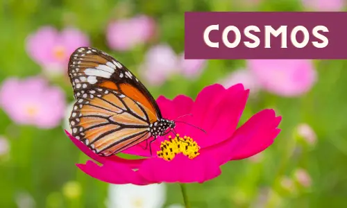 Cosmos Flower to Attract Butterflies