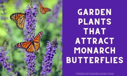 Garden Plants That Attract Monarch Butterflies