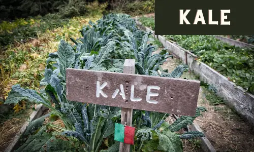 Kale is a cold tolerant crop