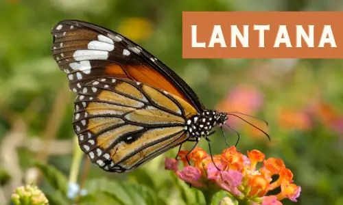 Lantana - Attracts Monarch Butterflies and 