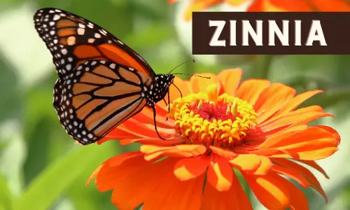 Zinnia - Flowers that attract Monarch butterflies