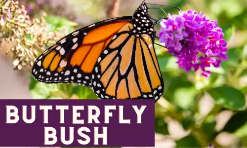 Butterfly Bush - Flowers and Plants that Attract Monarch Butterflies
