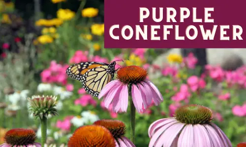 Purple Coneflower to help attract Monarch Butterflies to your garden. 