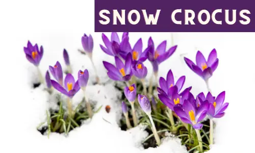 Snow Crocus should be planted in the fall