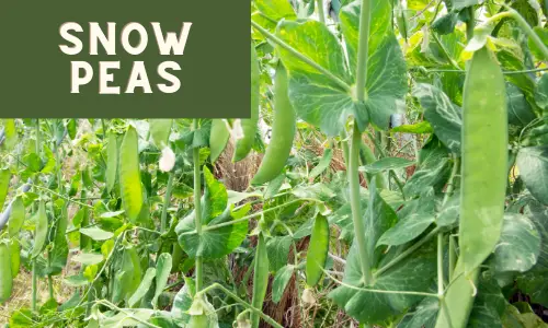 Snow Peas are a cool weather crop, making them a great vegetable to plant in October.