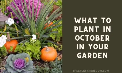 What To Plant In October In Your Garden