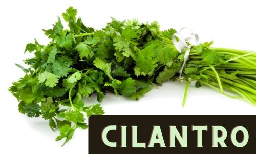 Grow cilantro from stem cuttings easily.