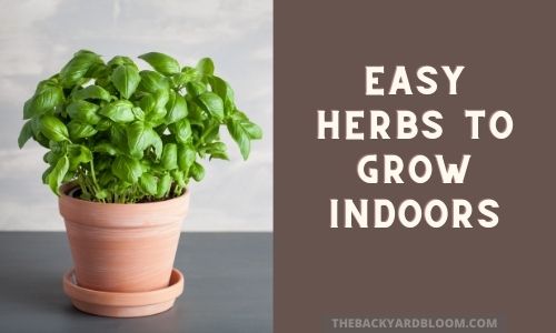 Easy Herbs To Grow Indoors