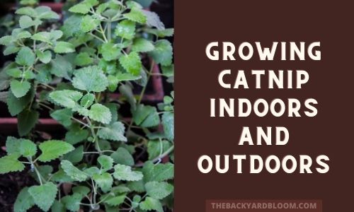 Growing catnip Indoors And Outdoors