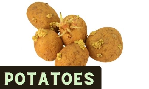 Grow Potatoes in Your Garden from Scraps
