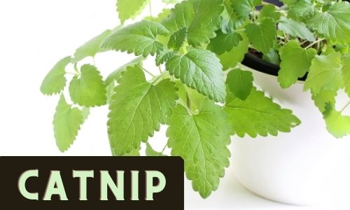Catnip is An Easy To Grow Herb