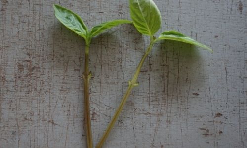 Basil Stems you can use to grow basil from cuttings. 