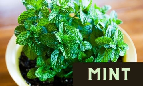 Grow Mint Indoors
