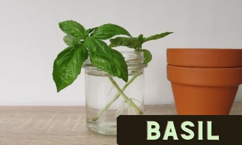 Regrow Basil from Stems