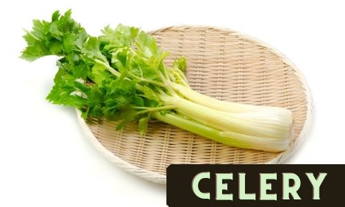 Regrow Celery