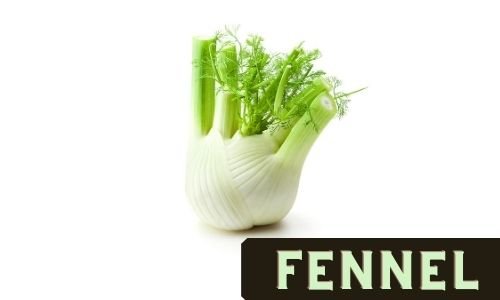 Regrow Fennel when regrowing food from scraps