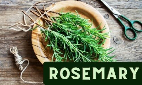 Rosemary - Herb you can grow indoors