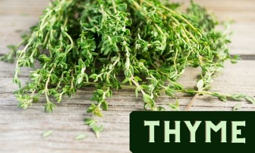 Thyme - An Easy to Grow Herb