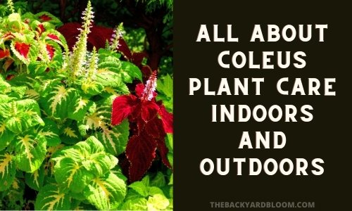 All About Coleus Plant Care Indoors and Outdoors