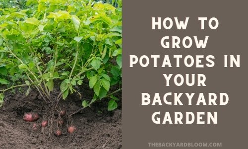 How To Grow Potatoes in Your Backyard Garden