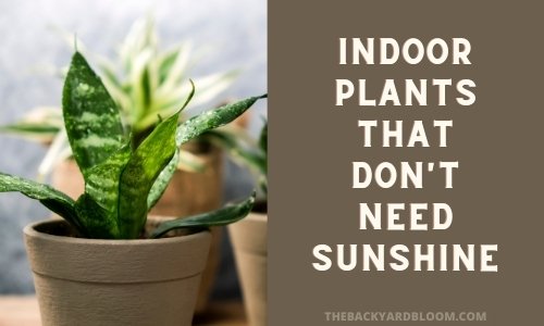 Indoor Plants That Don't Need Sunshine