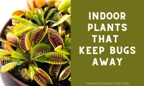 Indoor Plants That Keep Bugs Away