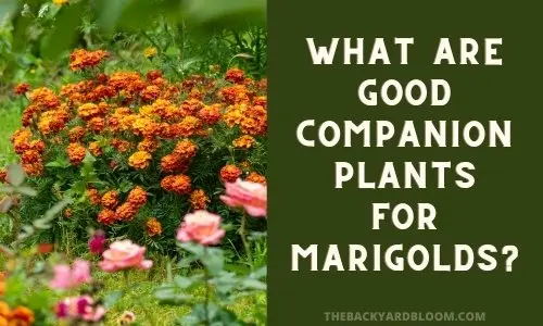 Image of Marigolds as turmeric companion plants