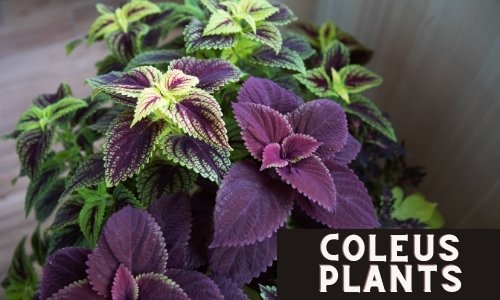 Coleus Plants don't need direct sunlight indoors