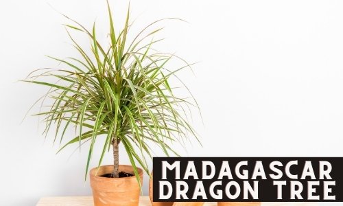 Madagascar Dragon Tree prefers low to medium light