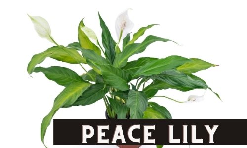 Peace Lily, a great plant for the office will grow in low to medium light. 