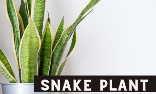 Snake Plant, An indoor plant that doesn't need direct sunshine