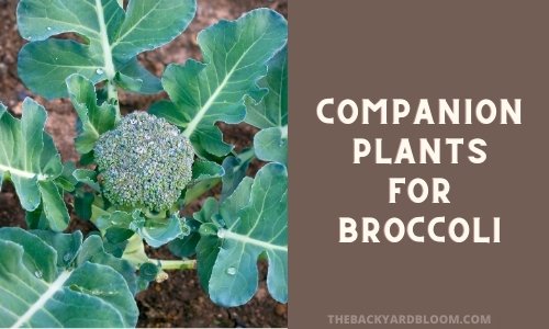 Companion Plants for Broccoli