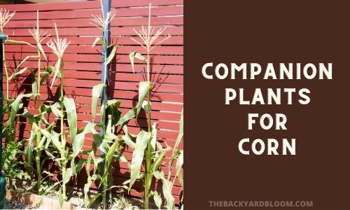 Companion Plants for Corn