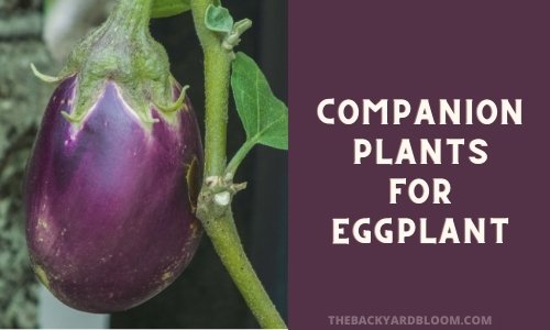 Companion Plants for Eggplant