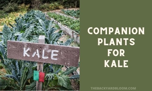 Companion Plants for Kale