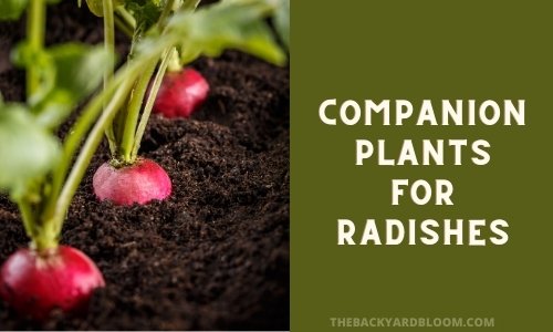 Companion Plants for Radishes