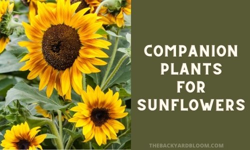 Companion Plants for Sunflowers
