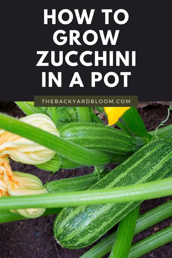 How to grow zucchini in a container garden