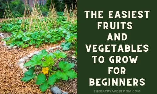 The Easiest Fruits And Vegetables To Grow For Beginners